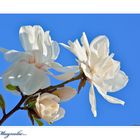 Magnolie...