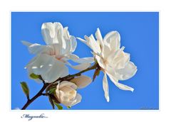 Magnolie...
