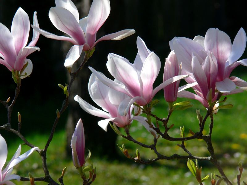 Magnolie