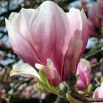 Magnolie (2)