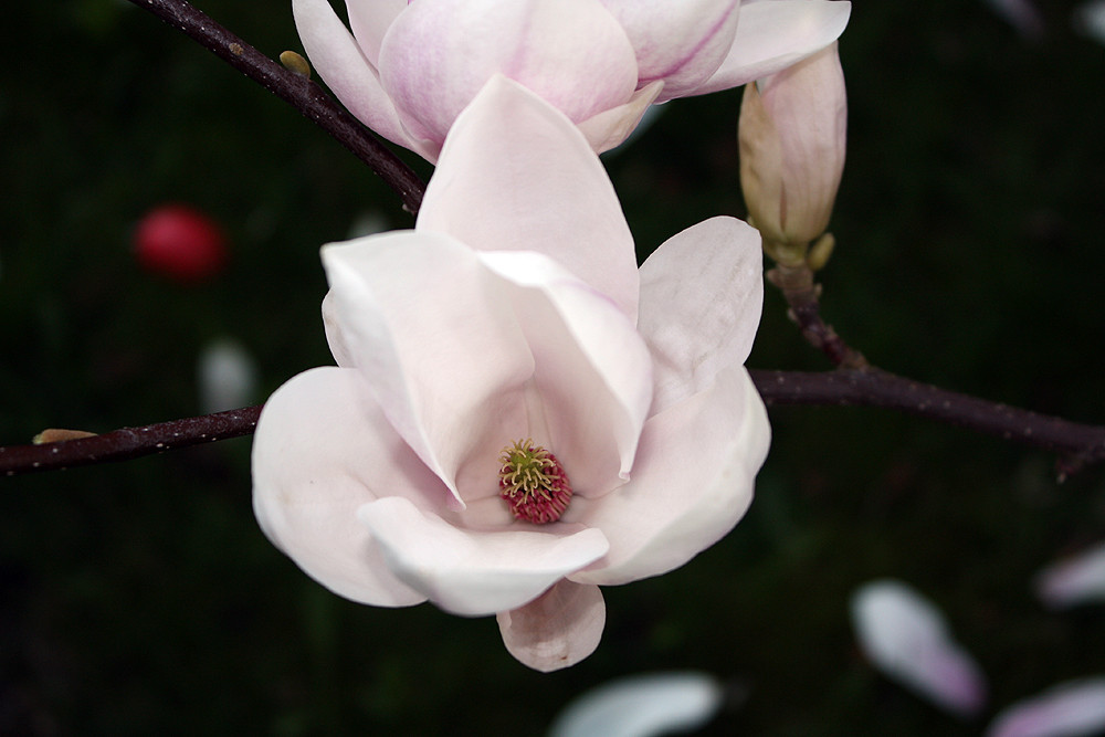 Magnolie #2