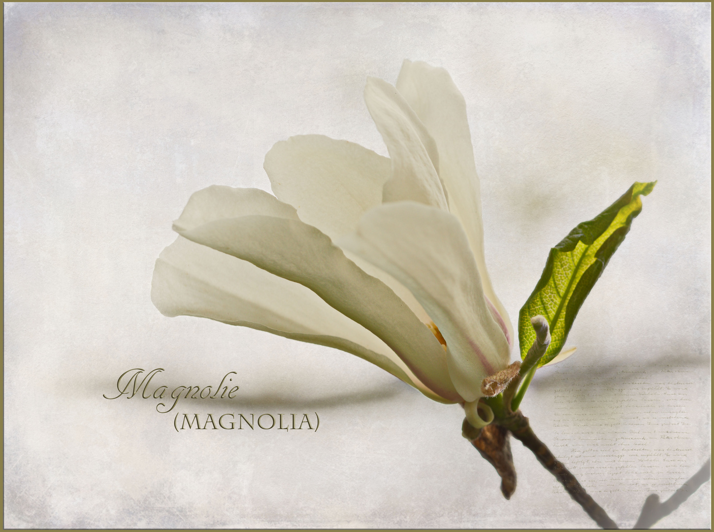 Magnolie