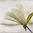 Magnolie