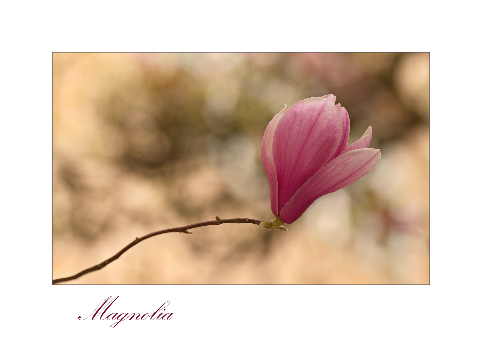 Magnolie