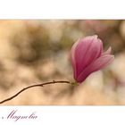 Magnolie