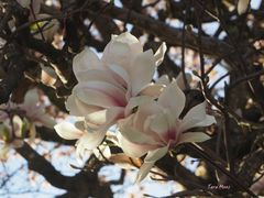 Magnolie