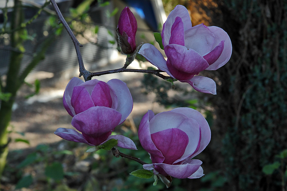 Magnolie