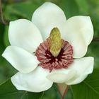 Magnolie