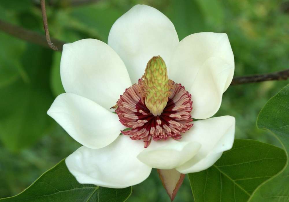 Magnolie von Silvia Kamm