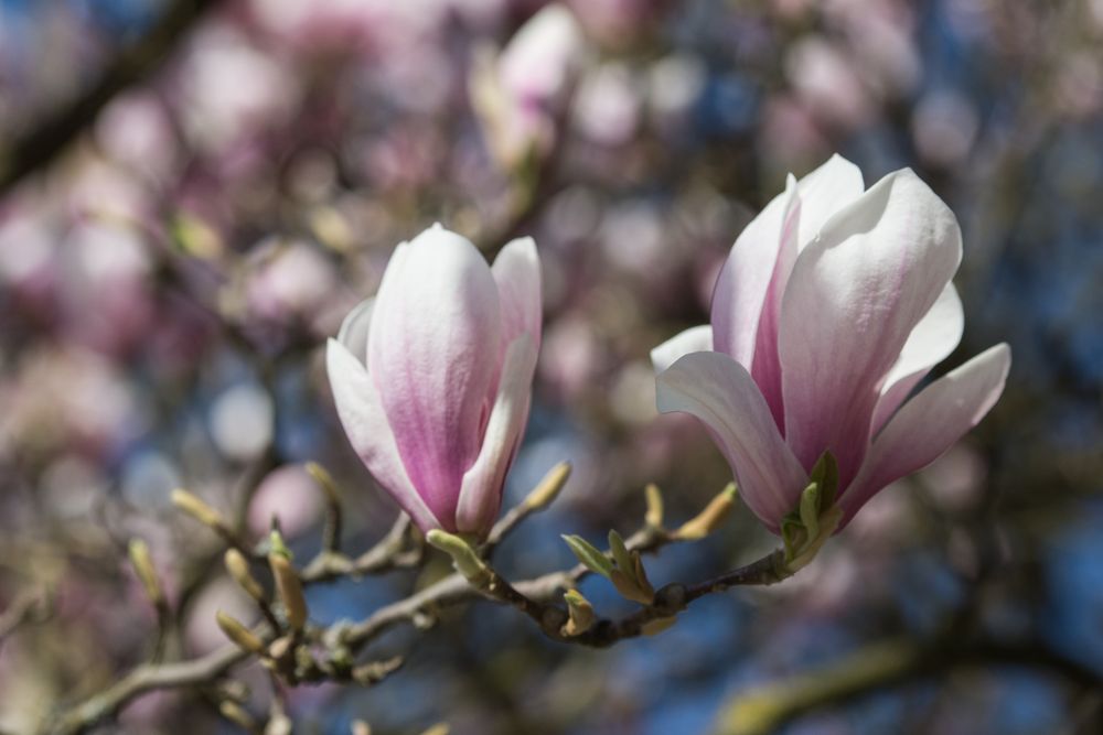 Magnolie Foto & Bild | pflanzen, pilze & flechten, bäume, jahreszeiten ...