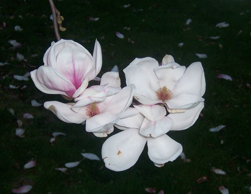 magnolie