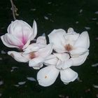 magnolie