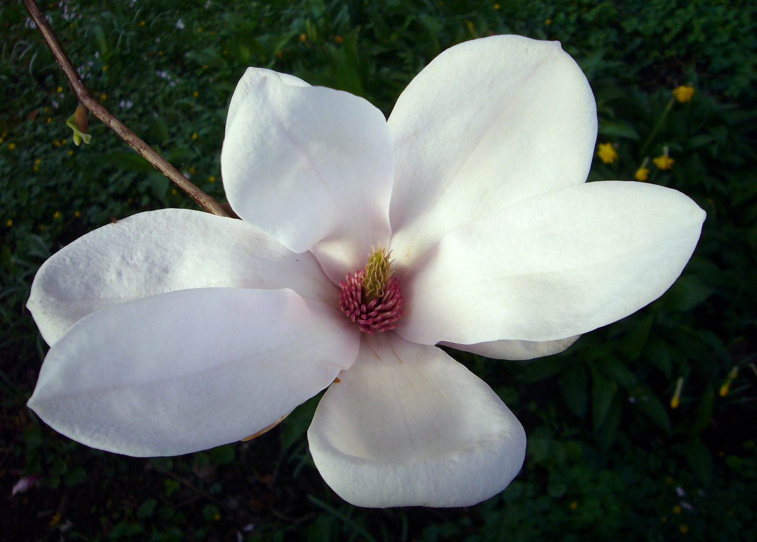 Magnolie