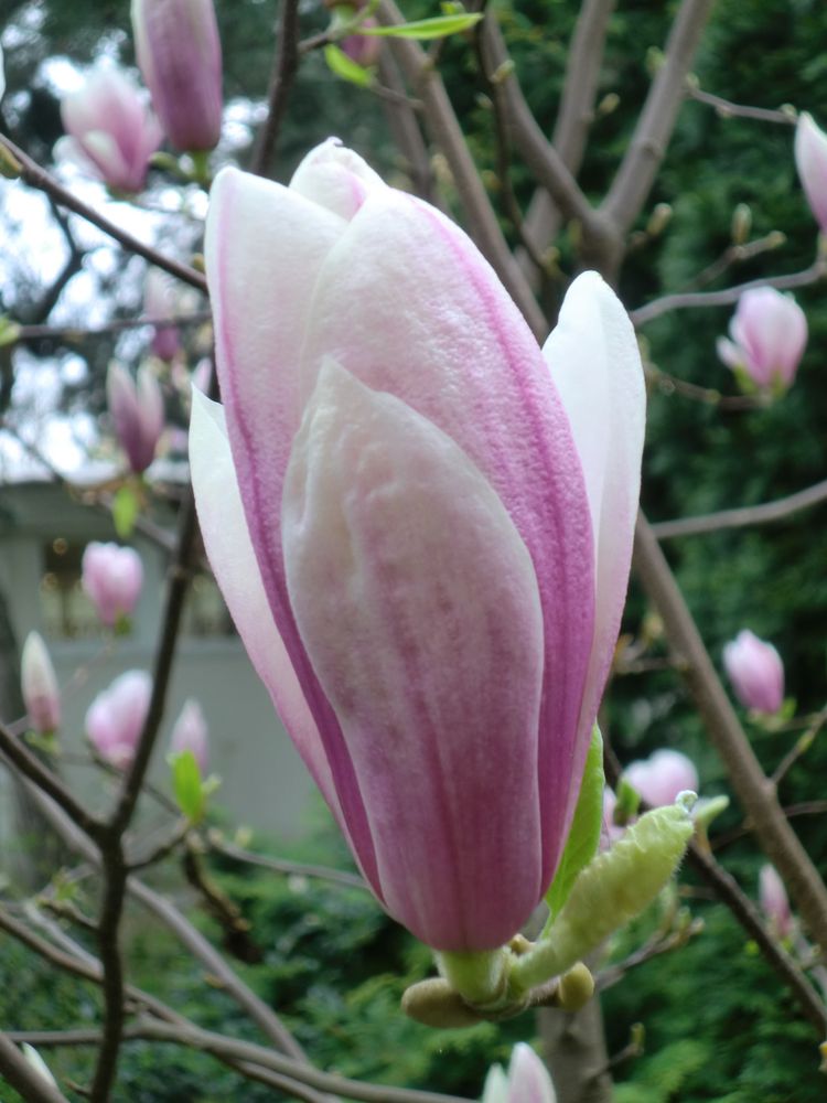 Magnolie von Orah 