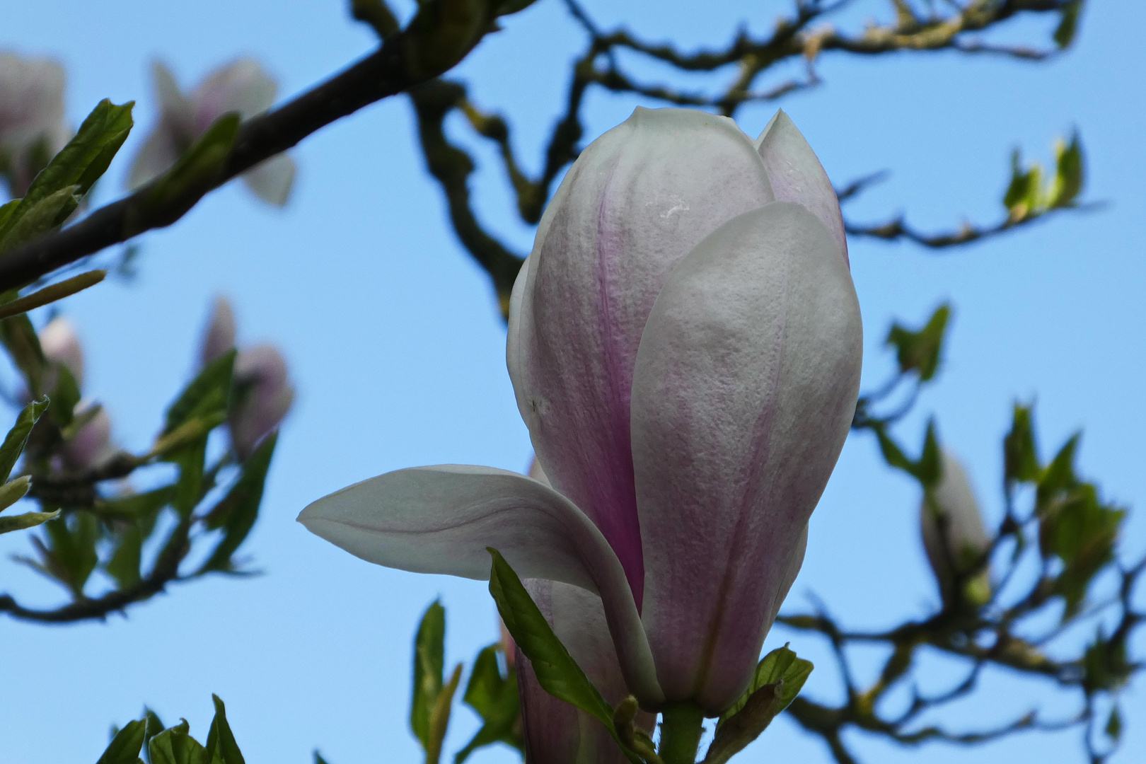 Magnolie