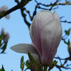 Magnolie