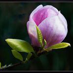 Magnolie