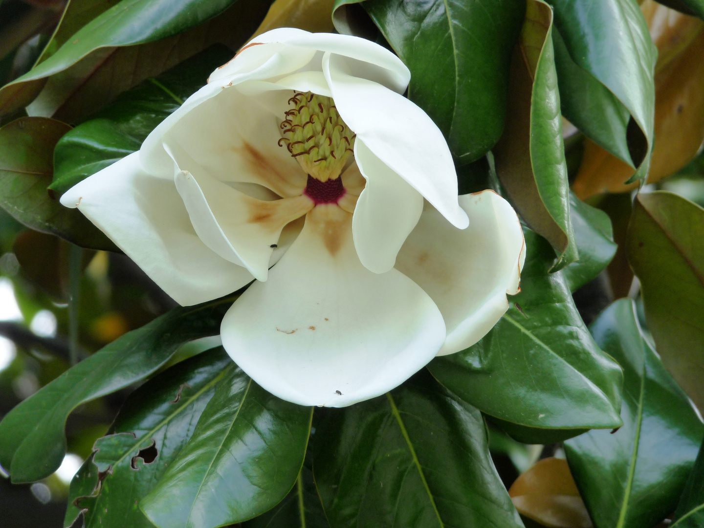 Magnolie