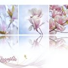 Magnolie