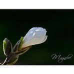 Magnolie