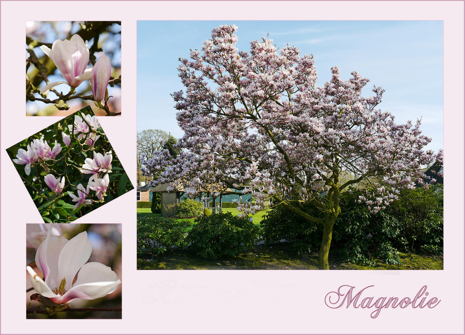 Magnolie