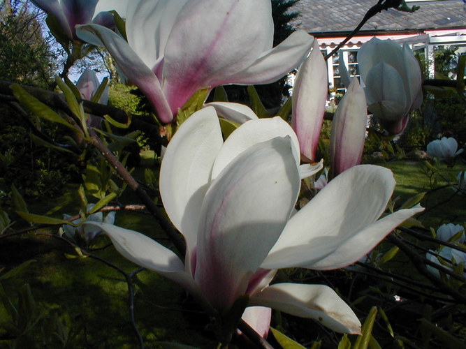 Magnolie