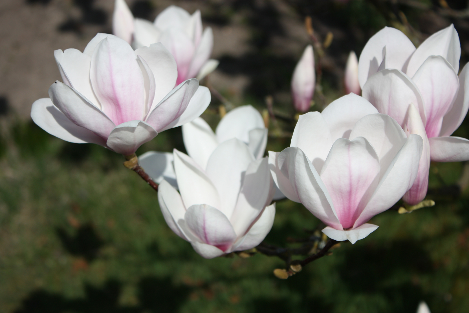 Magnolie Foto & Bild pflanzen, pilze & flechten, bäume, magnolien