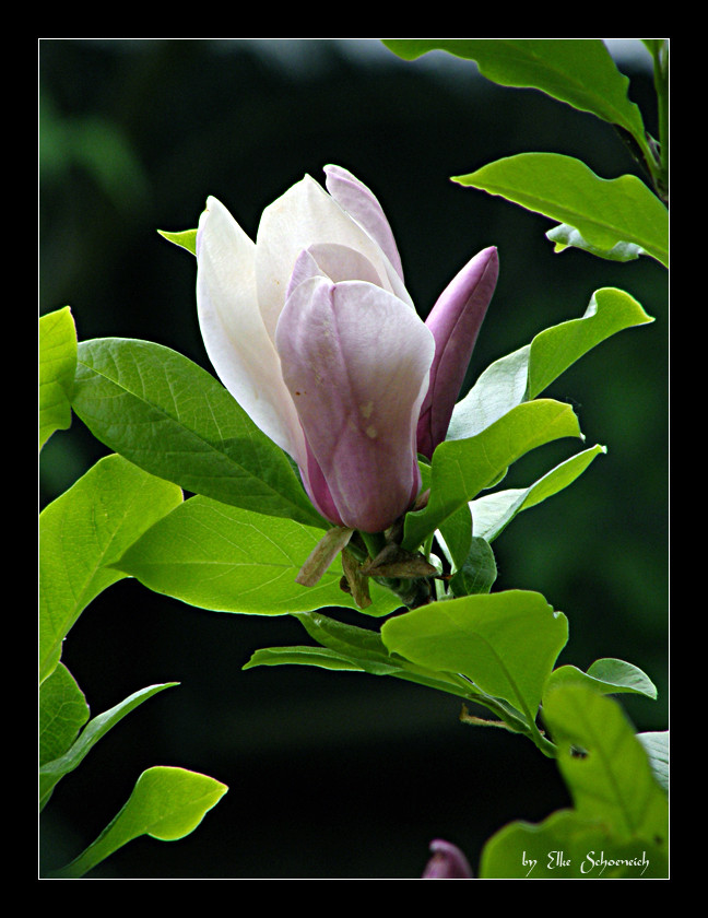 Magnolie