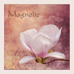 Magnolie