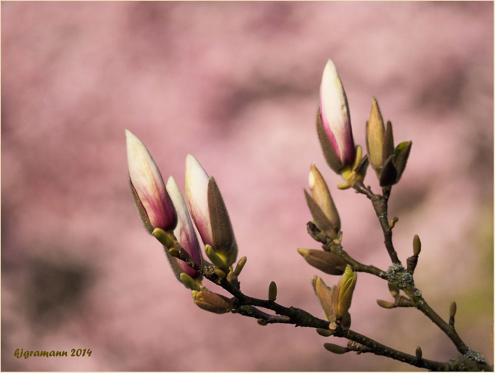 magnolie........