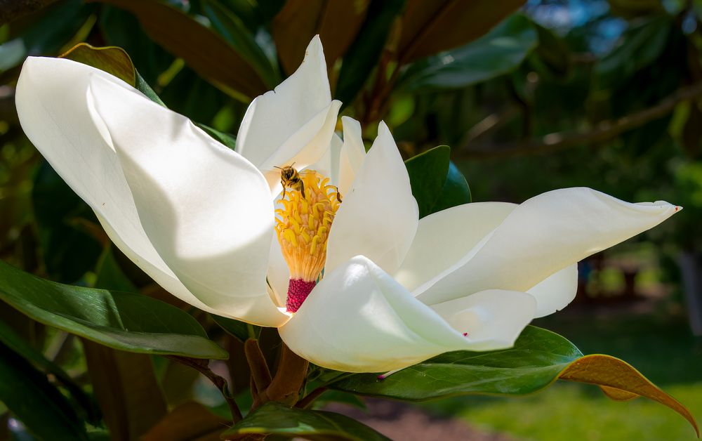 Magnolie
