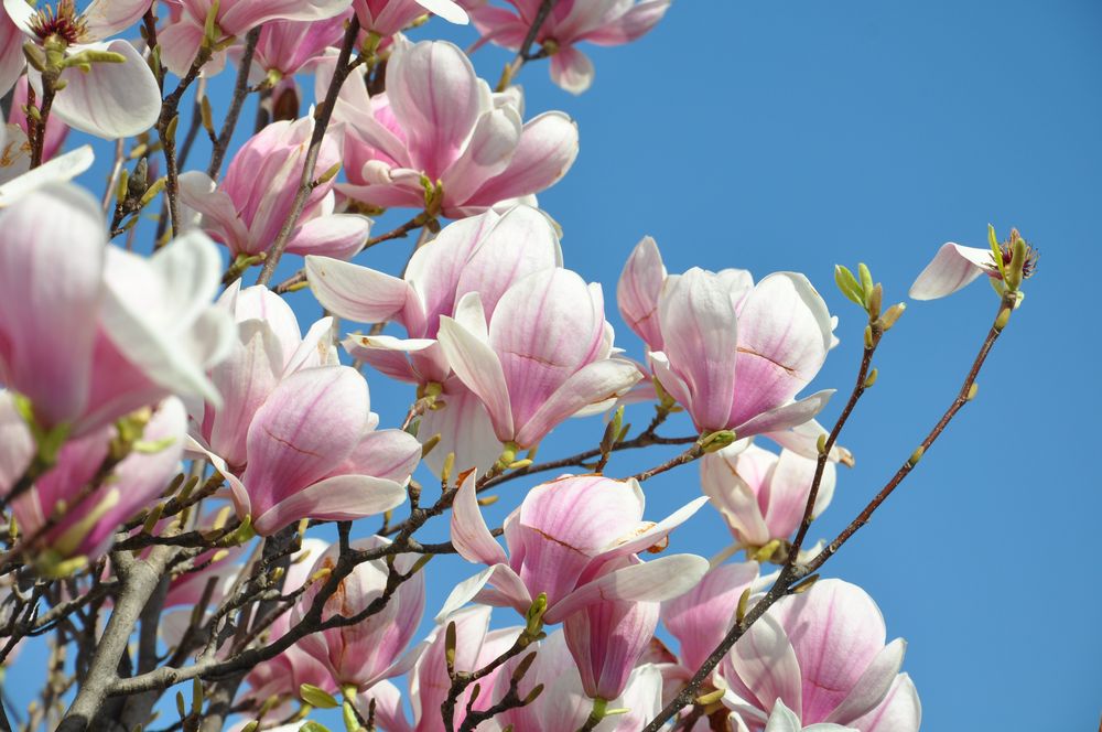 Magnolie von picsbySaRa 