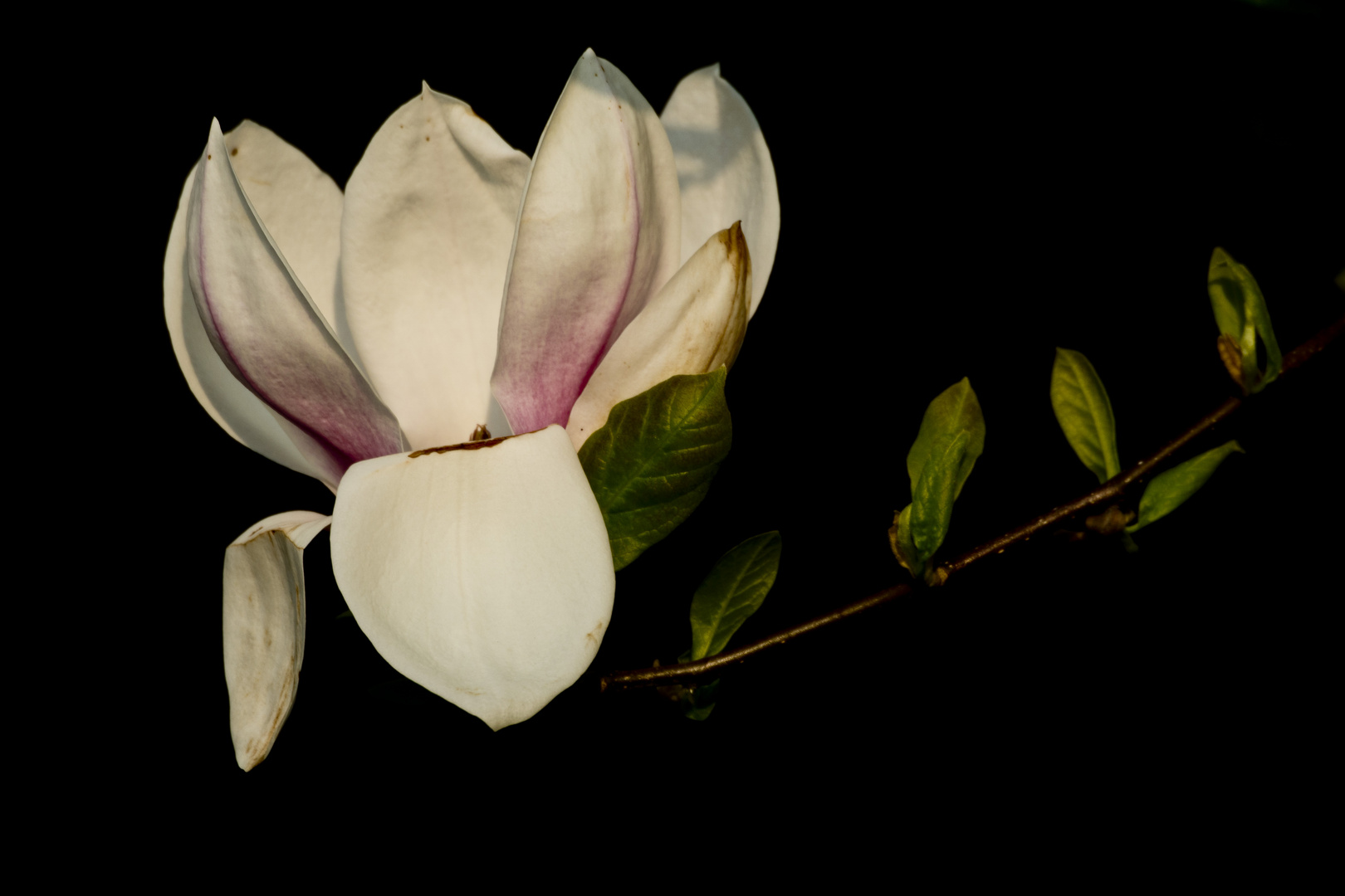 Magnolie