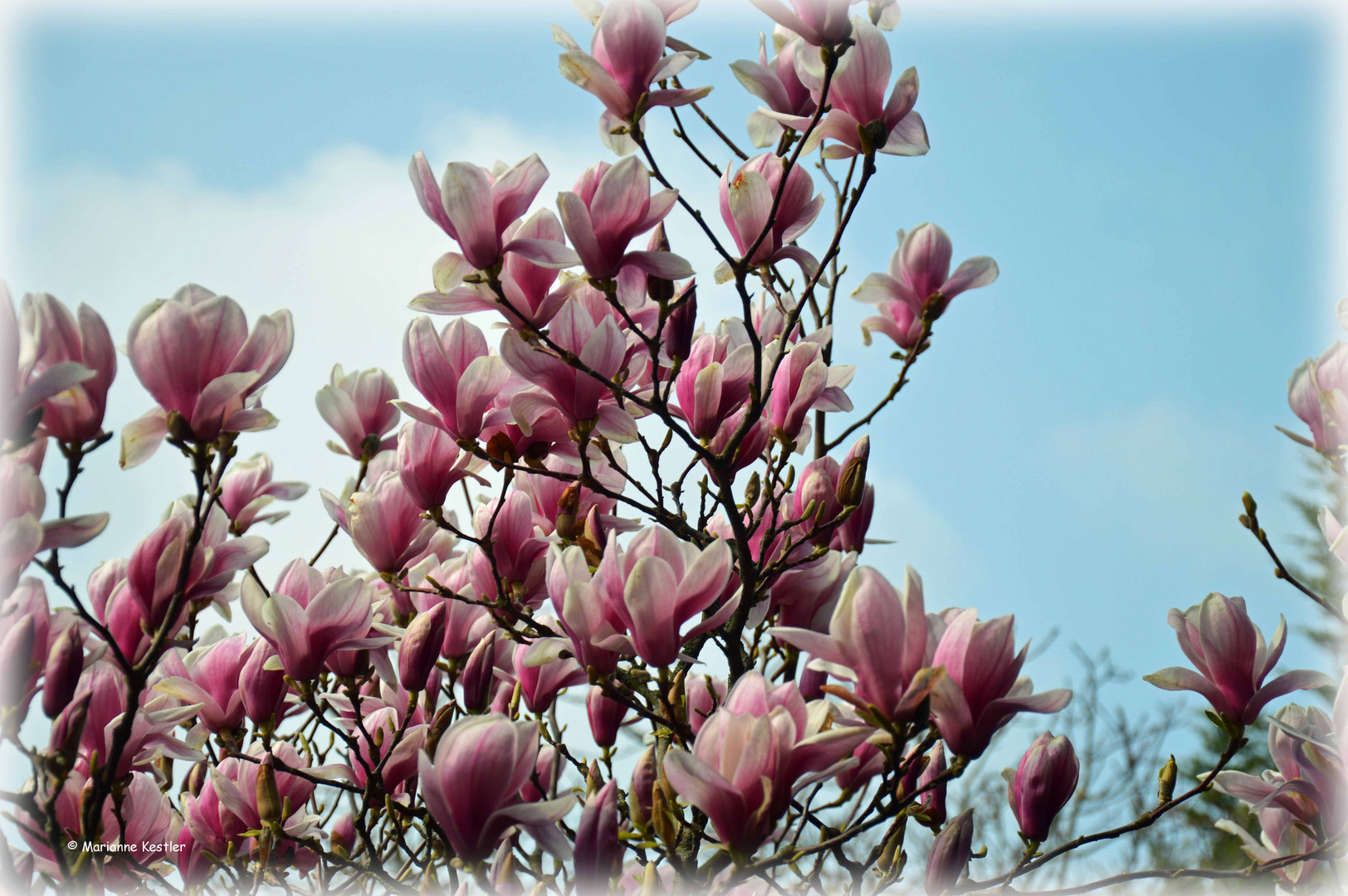 Magnolie als Frühlingsbotin