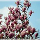 Magnolie als Frühlingsbotin