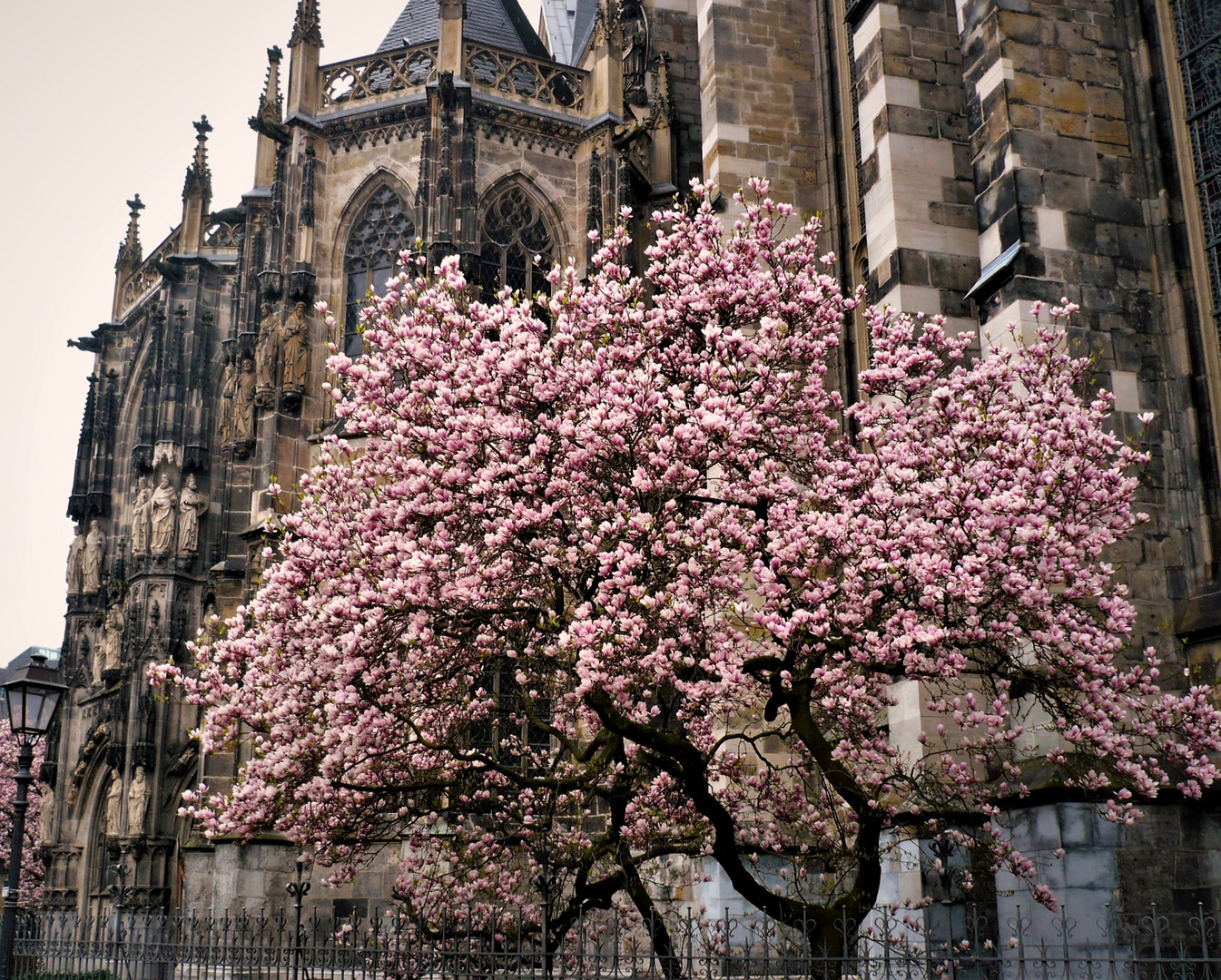 MAGNOLIE am AACHENER DOM