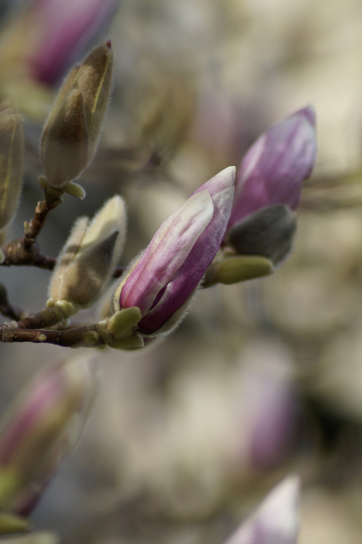 Magnolie am Bonner Schloss