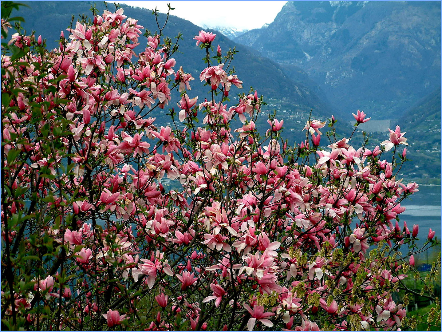 Magnolie am Lago Maggiore