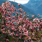 Magnolie am Lago Maggiore