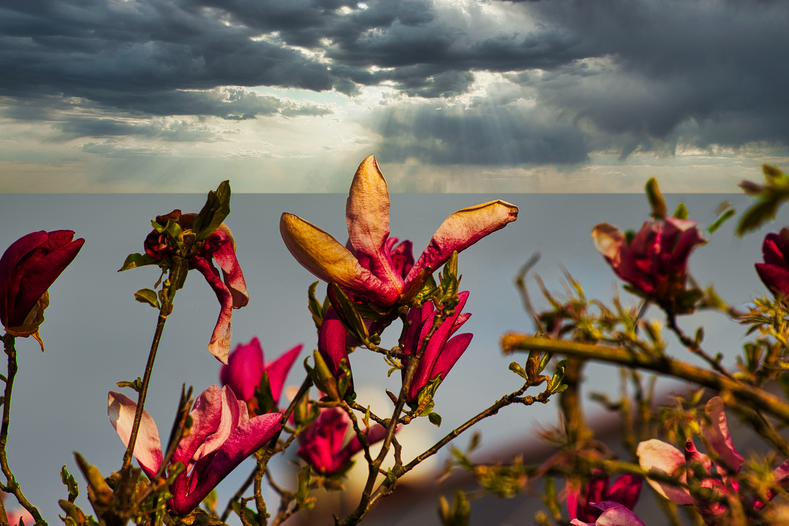 Magnolie am "Meer" 