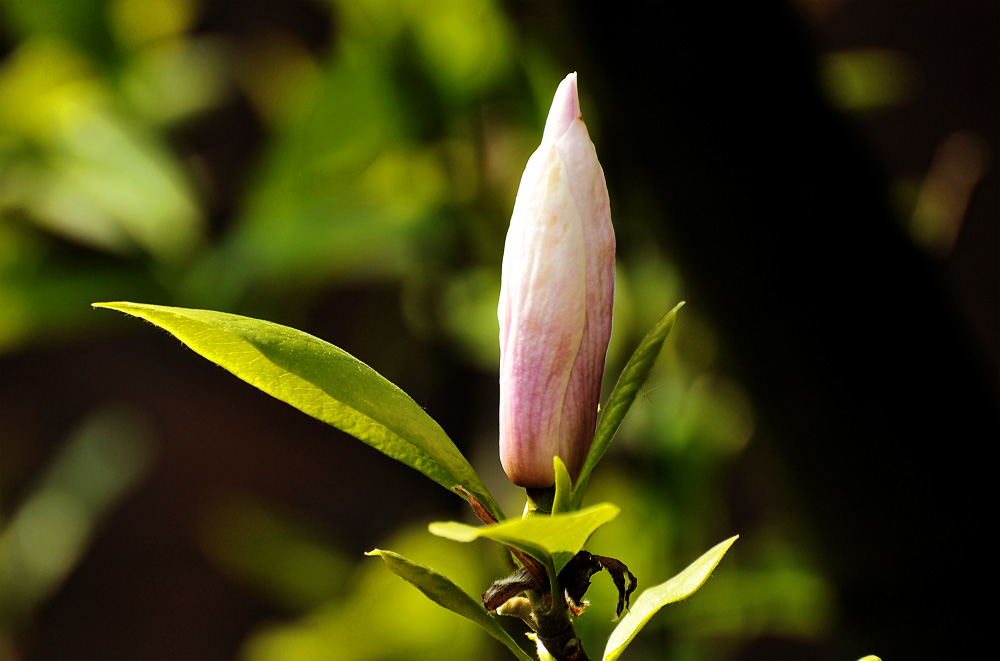 Magnolie April 2009