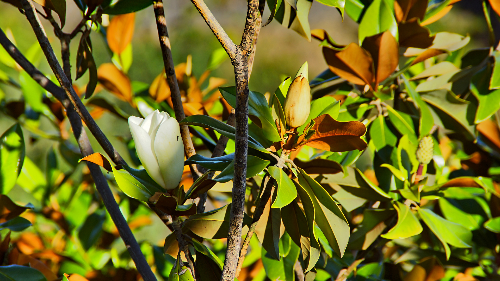 Magnolie auf Madeira