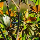 Magnolie auf Madeira