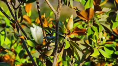 Magnolie auf Madeira