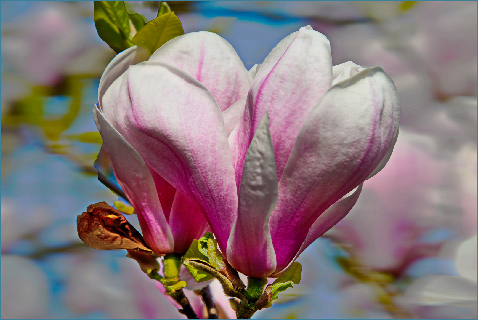 Magnolie aus meinem Garten Foto & Bild sommer, bäume, natur Bilder