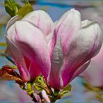 Magnolie aus meinem Garten