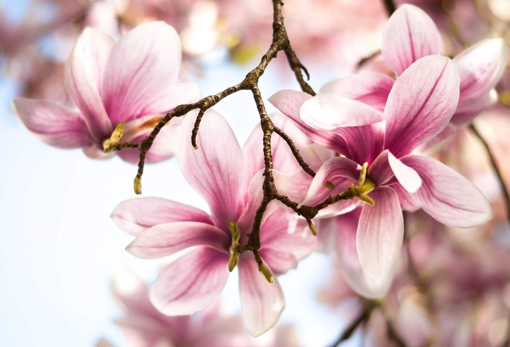 Magnolie... Foto & Bild pflanzen, pilze & flechten, bäume, magnolien