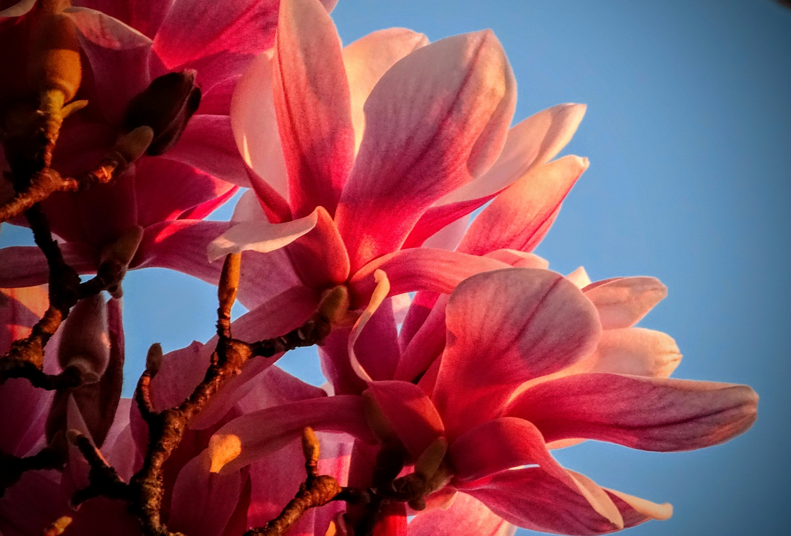 Magnolie bei Sonnenuntergang 