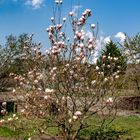 Magnolie bei uns im Garten...