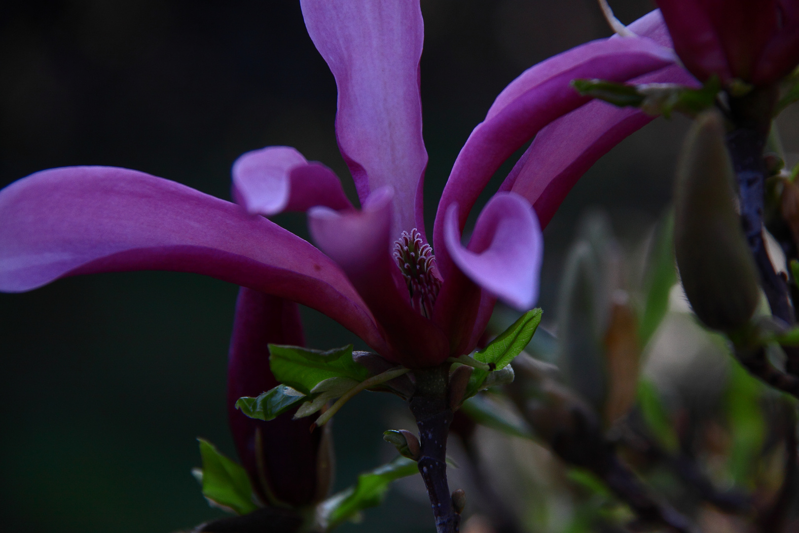 Magnolie bei uns im Garten...